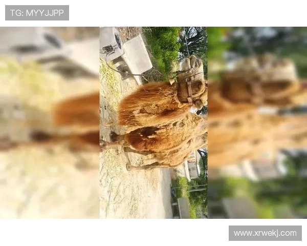 鍩冩柉鐗规椇锛氬姞鐩熷垏灏旇タ鏄ⅵ鎯虫垚鐪燂紝娓存湜灏藉揩铻嶅叆鐞冮槦